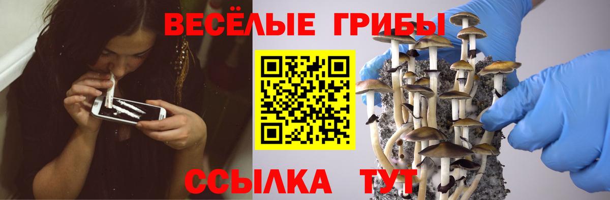 Псилоцибиновые грибы Psilocybe Владикавказ